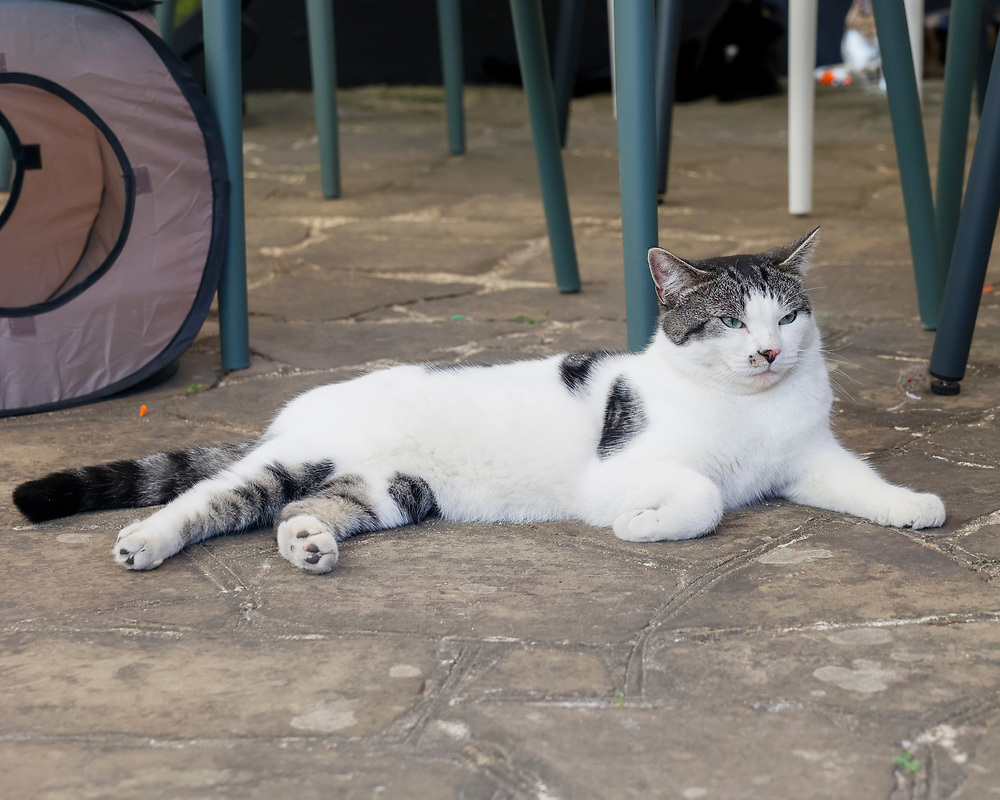 Tea, Cake & Cats