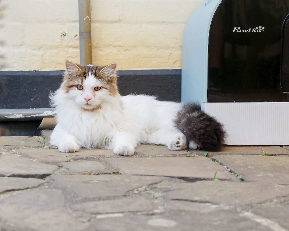 Tea, Cake & Cats