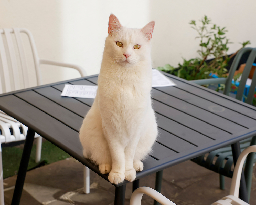 Tea, Cake & Cats