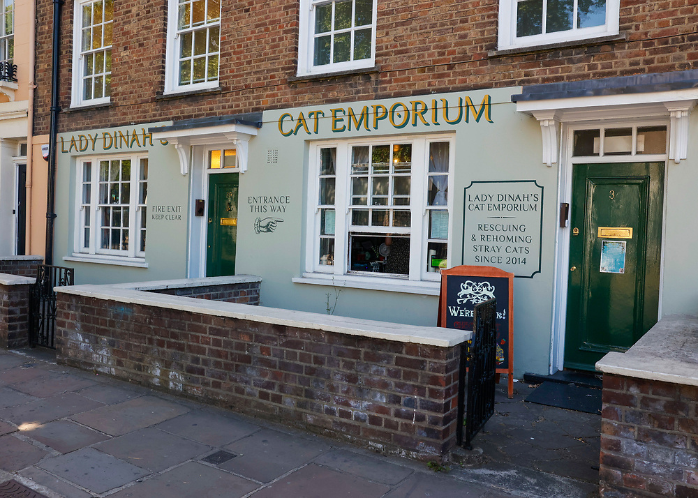 Tea, Cake & Cats
